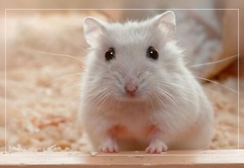 Global Toxicology Market Outlook